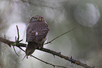 owlet