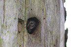 owlet