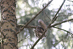 owlets