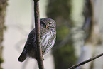 owlet