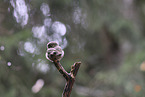 owlet