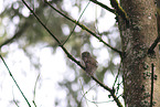 owlet