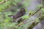 pygmy owl