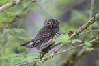 pygmy owl
