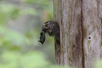 pygmy owl