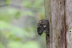 pygmy owl