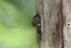 pygmy owl
