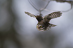 owlet