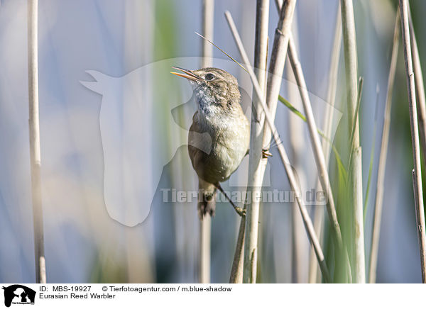 Eurasian Reed Warbler / MBS-19927