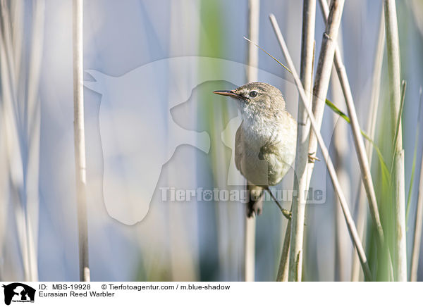 Eurasian Reed Warbler / MBS-19928