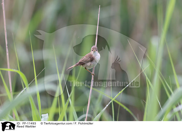 Teichrohrsnger / Reed Warbler / FF-11493