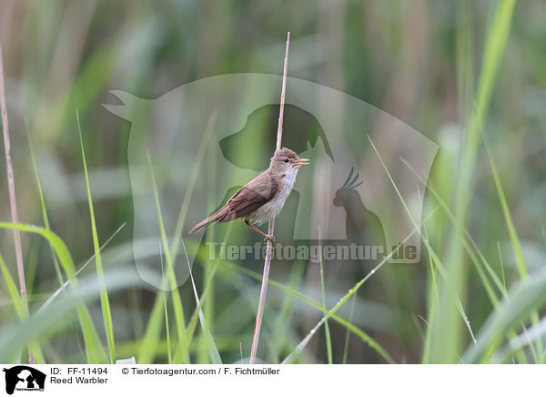 Teichrohrsnger / Reed Warbler / FF-11494
