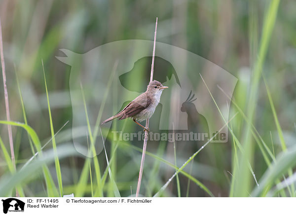 Teichrohrsnger / Reed Warbler / FF-11495