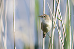 Eurasian Reed Warbler
