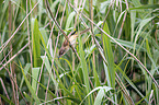 Eurasian Reed Warbler
