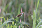 Reed Warbler