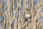 reed warbler