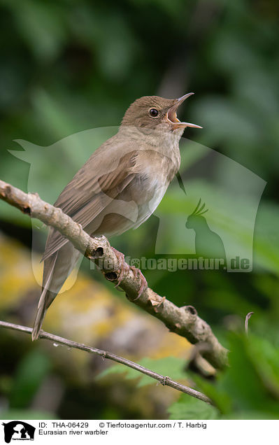 Schlagschwirl / Eurasian river warbler / THA-06429