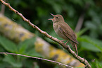 Eurasian river warbler