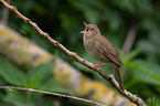 Eurasian river warbler