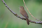 Eurasian river warbler