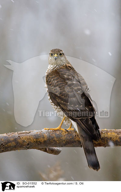 sparrowhawk / SO-01552