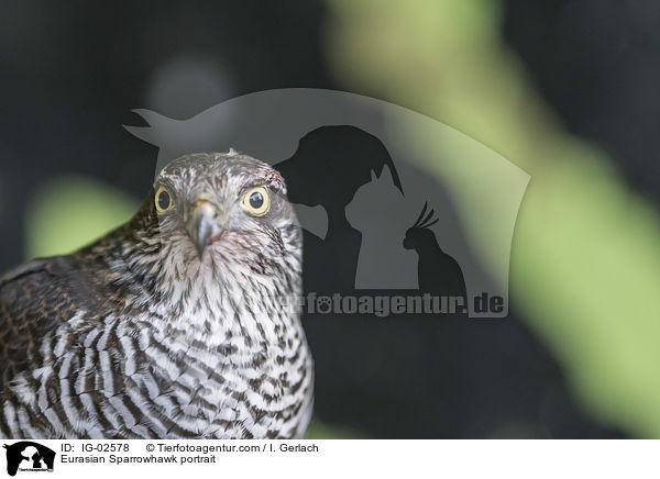 Sperber Portrait / Eurasian Sparrowhawk portrait / IG-02578