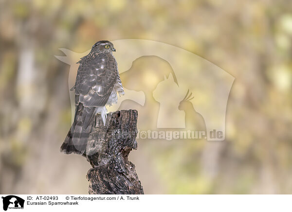 Sperber / Eurasian Sparrowhawk / AT-02493