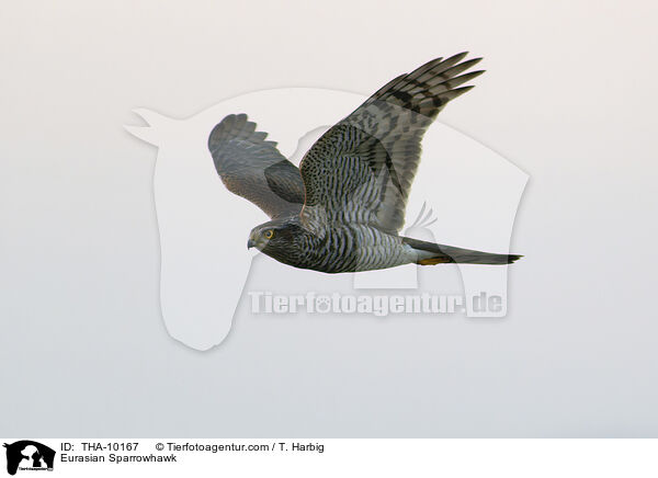 Eurasian Sparrowhawk / THA-10167