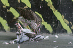 Eurasian Sparrowhawk eats pigeon