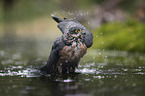 Eurasian Sparrowhawk in the water