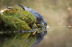 Eurasian Sparrowhawk at the water