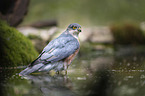 Eurasian Sparrowhawk in the water