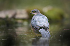 Eurasian Sparrowhawk in the water