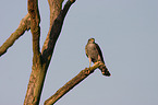 Eurasian Sparrowhawk