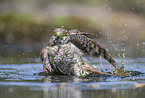 Eurasian Sparrowhawk