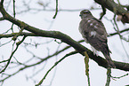 Sparrowhawk