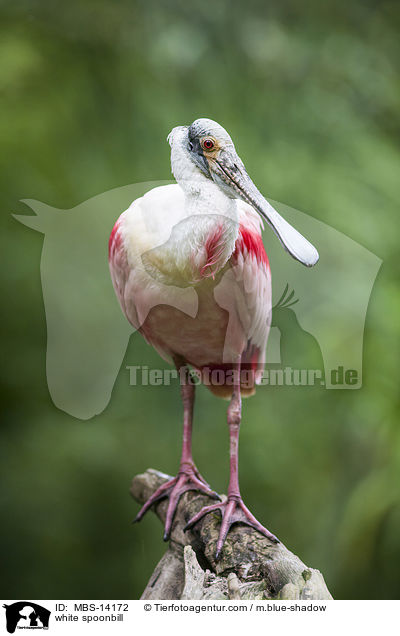 white spoonbill / MBS-14172