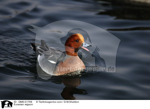 Eurasian wigeon / DMS-01768