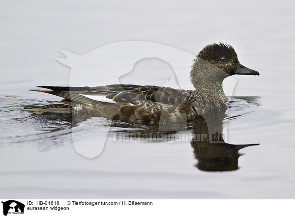 Pfeifente / eurasean widgeon / HB-01618