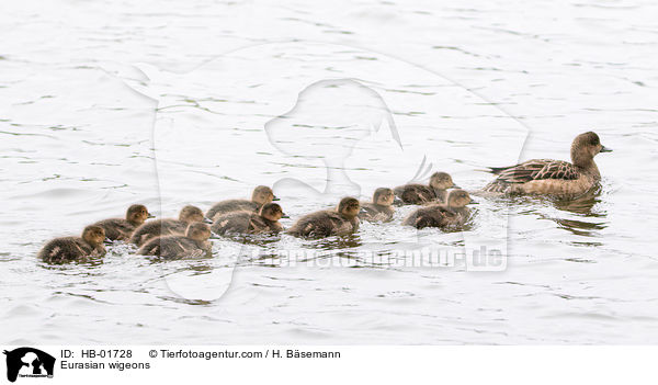 Pfeifenten / Eurasian wigeons / HB-01728