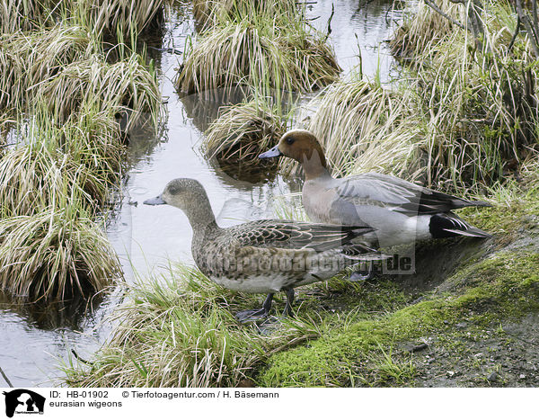 Pfeifenten / eurasian wigeons / HB-01902