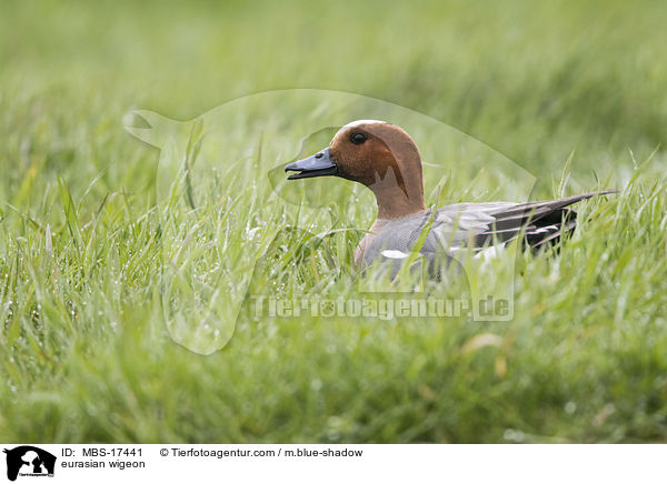 Pfeifente / eurasian wigeon / MBS-17441
