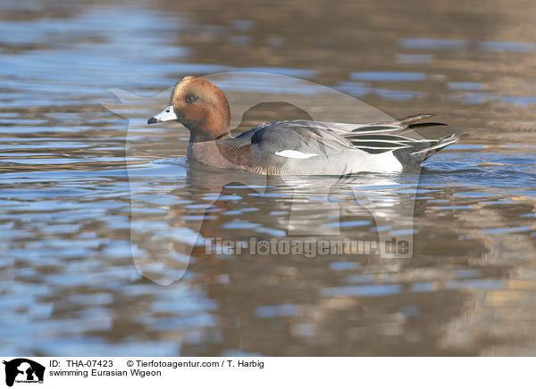 schwimmende Pfeifente / swimming Eurasian Wigeon / THA-07423