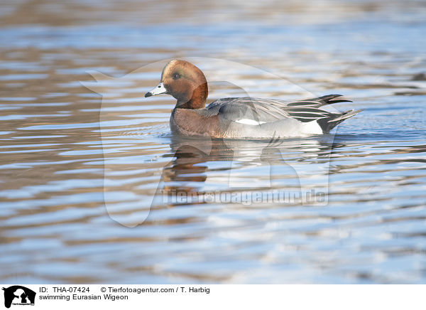 schwimmende Pfeifente / swimming Eurasian Wigeon / THA-07424