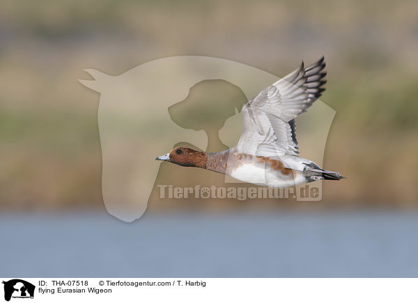 fliegende Pfeifente / flying Eurasian Wigeon / THA-07518