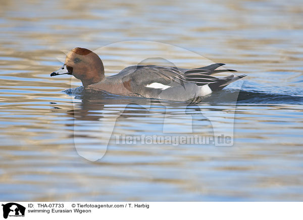 schwimmende Pfeifente / swimming Eurasian Wigeon / THA-07733