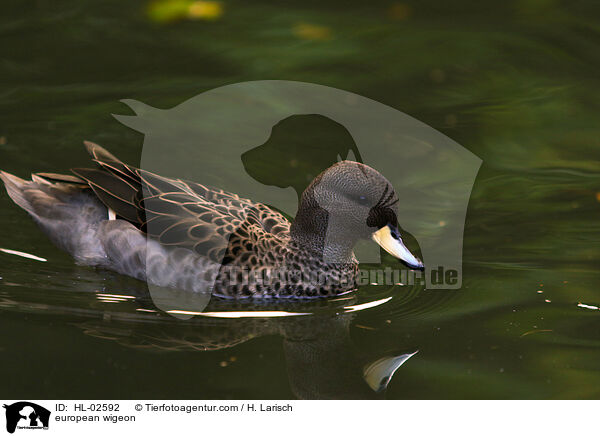 Pfeifente / european wigeon / HL-02592