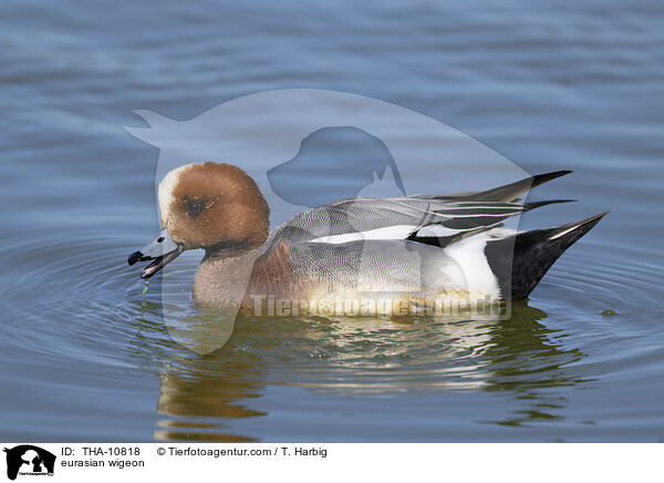 eurasian wigeon / THA-10818