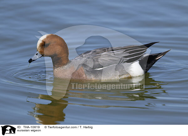 Pfeifente / eurasian wigeon / THA-10819